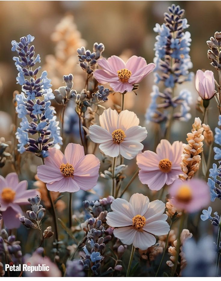 Flowers
