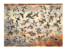 Puzzle 1000pc - Ducks Of North America 40177