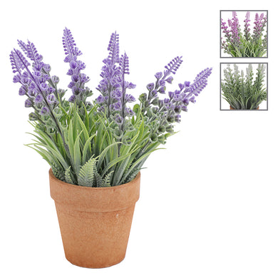 DD Veronica Plant In Pulp Pot Assorted 21cm