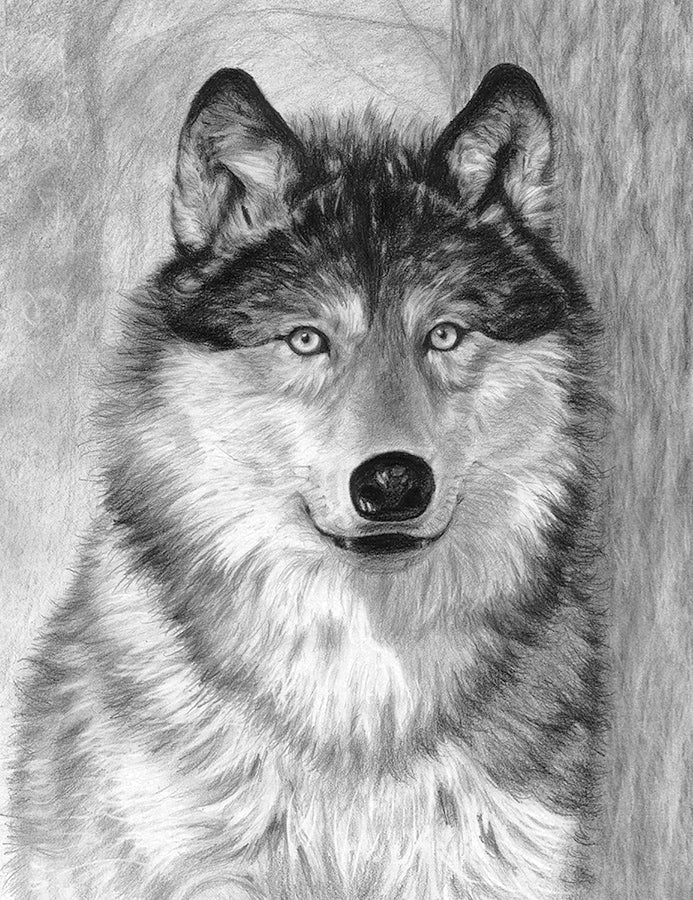 SKBN - Alpha (Wolf) SKBN18