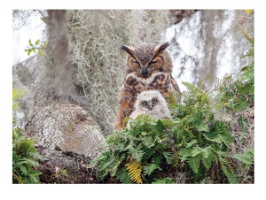 Puzzle 1000pc - Great Horned Owl 40176